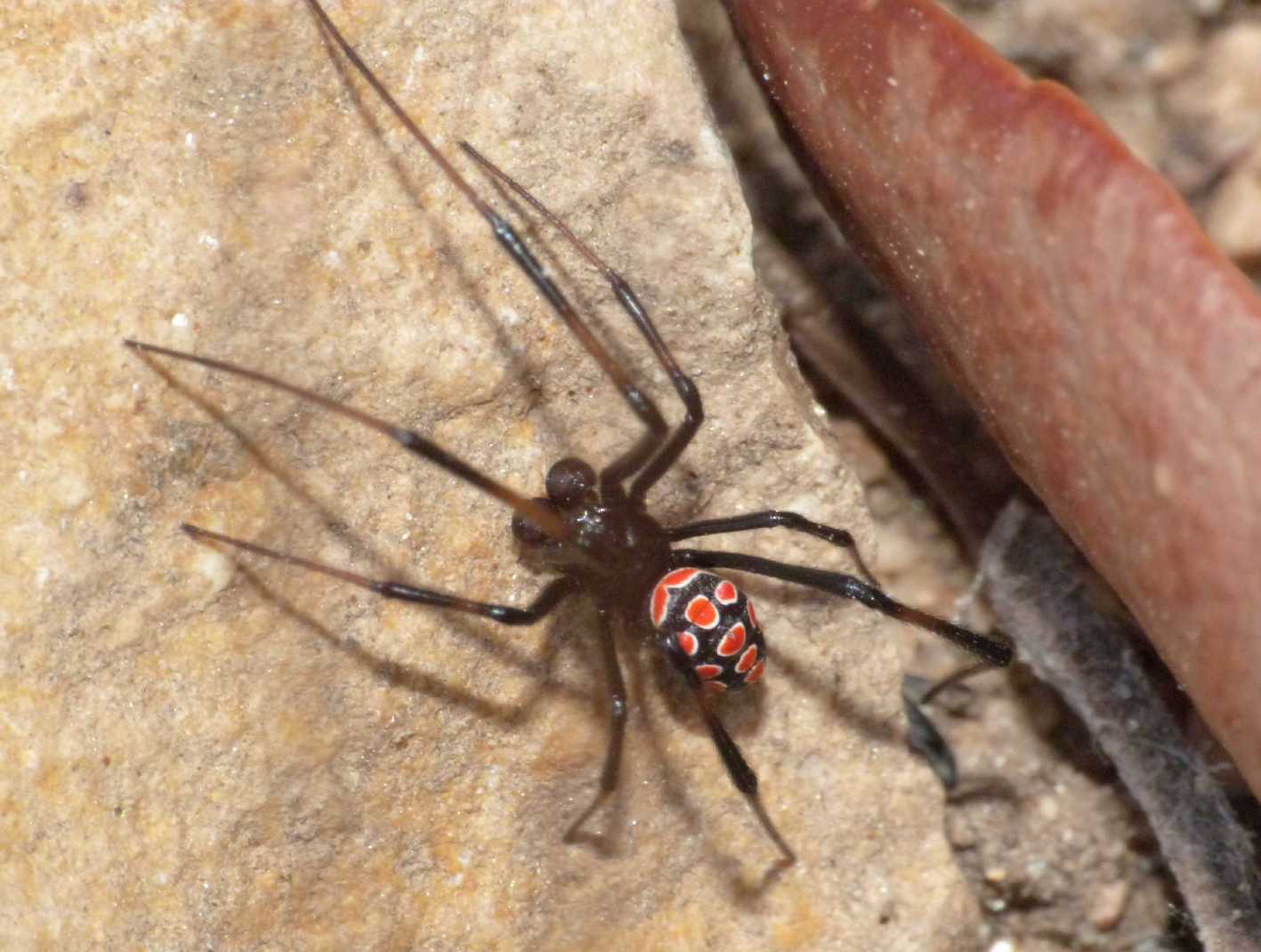 Latrodectus tredecimguttatus: maschi scapoli e ammogliati
